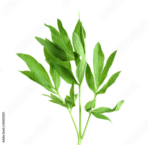 Fresh green peony leaves on white background