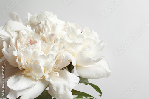 Beautiful blooming peony flower on white background  closeup