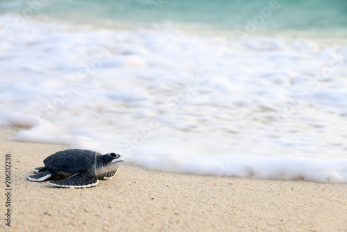 Turtle balls on the beach © kathayut