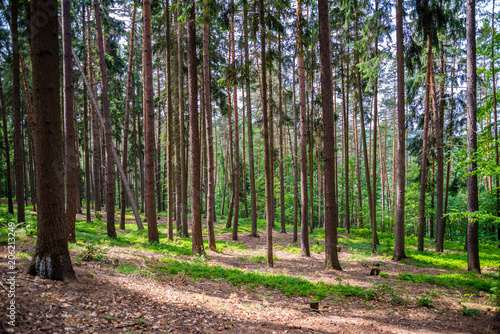 Bright summer forest in daylight