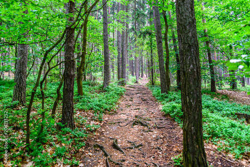 Bright summer forest in daylight