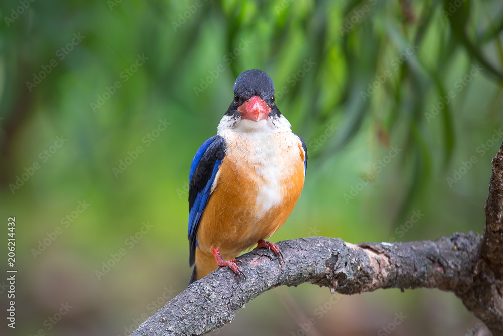 Black-Capped Kingfisher has a purple-blue wings and back, black head and shoulders, white neck collar and throat, and rufous underparts.
