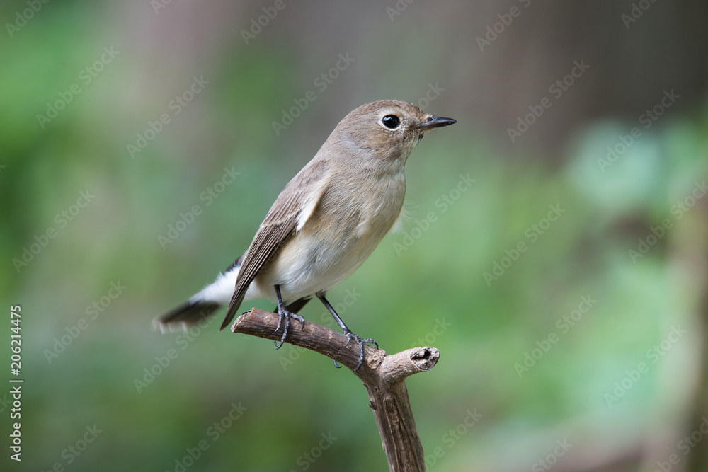 Taiga Flycatcher in Bangkok THAILAND Taiga Flycatcher in Bangkok THAILAND