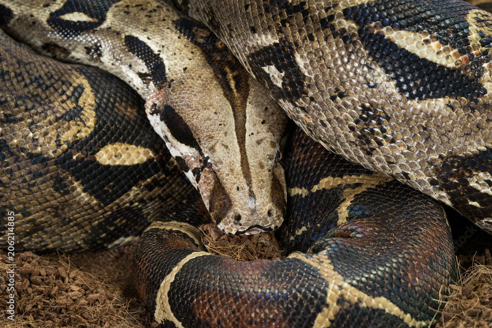 Boa constrictor imperator. Nominal Colombia - colombian redtail boas – females Boa constrictor imperator. Nominal Colombia - colombian redtail boas – females
