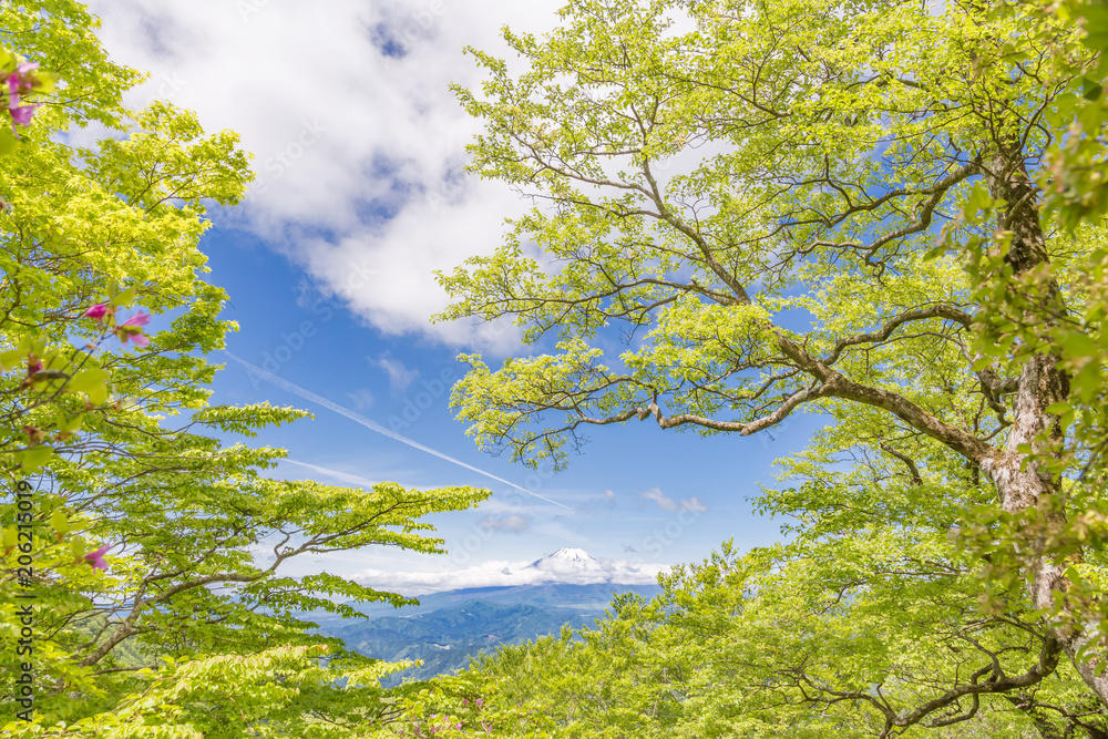 Obraz premium 新緑と富士山