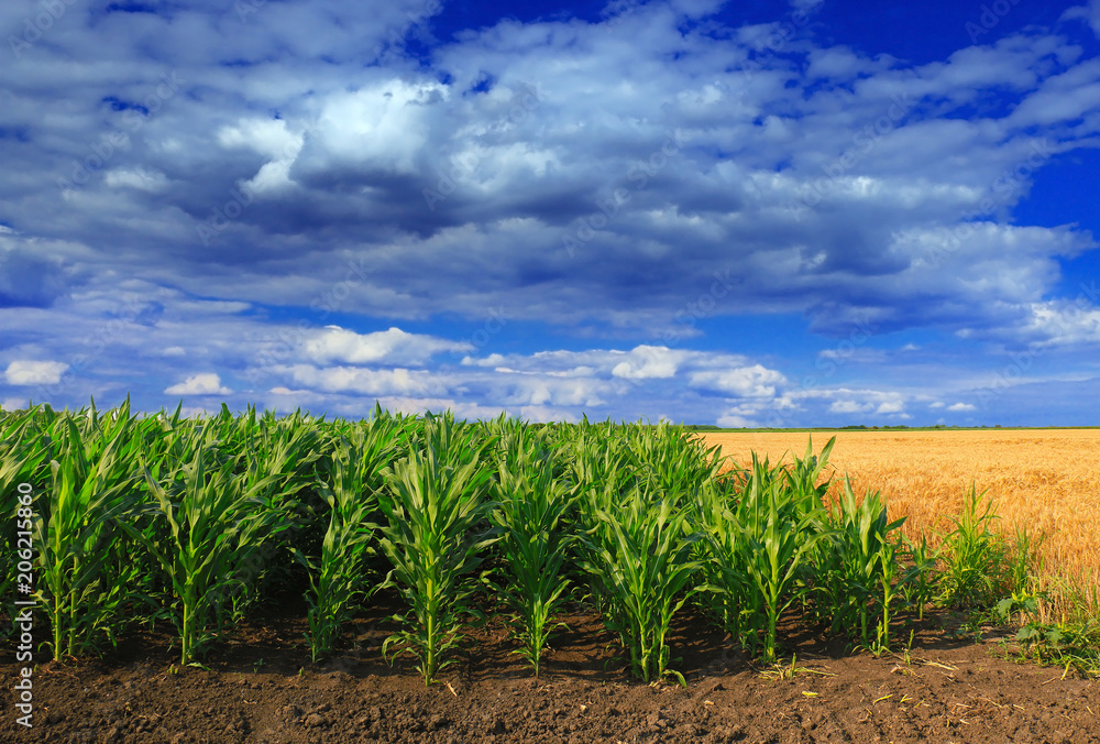 green Corn Field green Corn Field