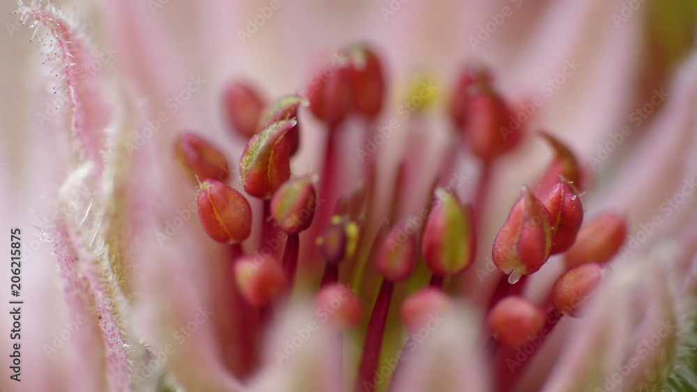 closeup of pink flower