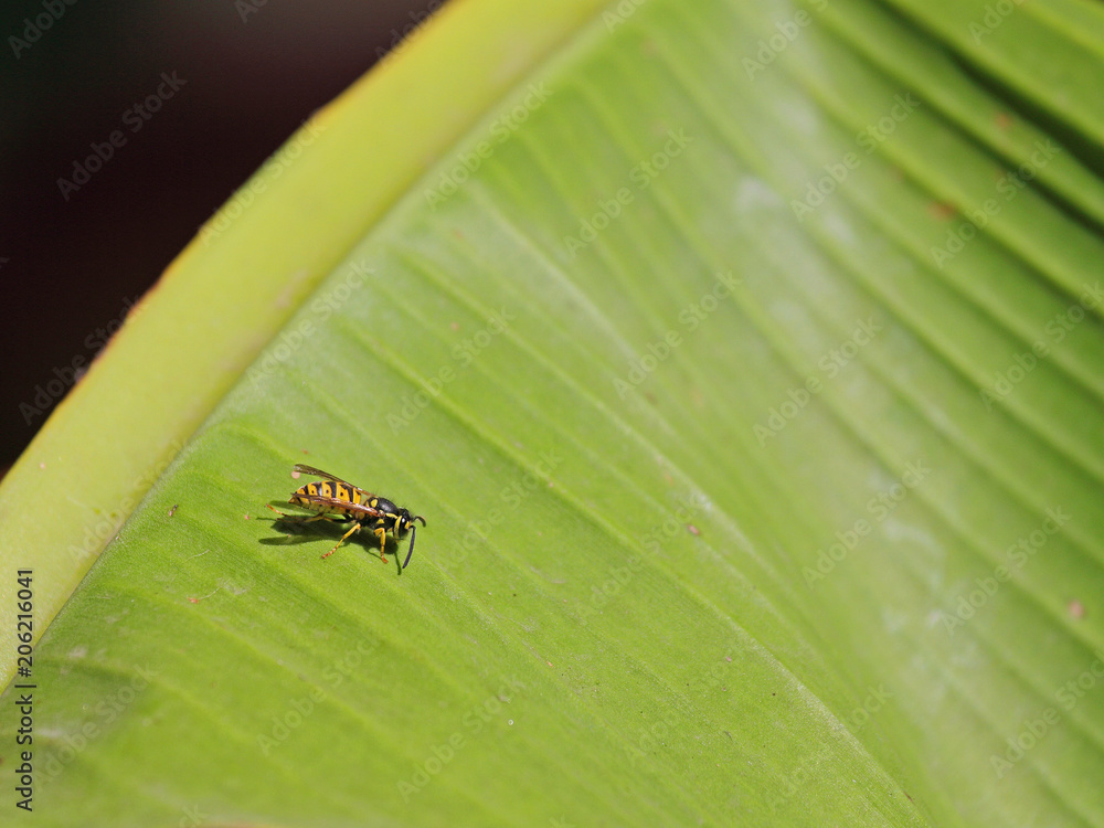 Fototapeta premium Bananenblatt mit Wespe