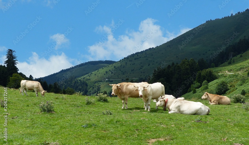 Cows on a mountain
