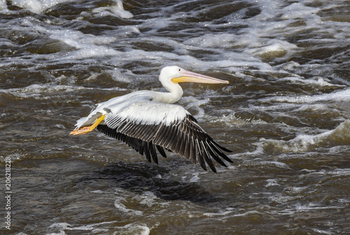  A pelican takes flight from the Red River near Elm Grove, La., U.S.A.