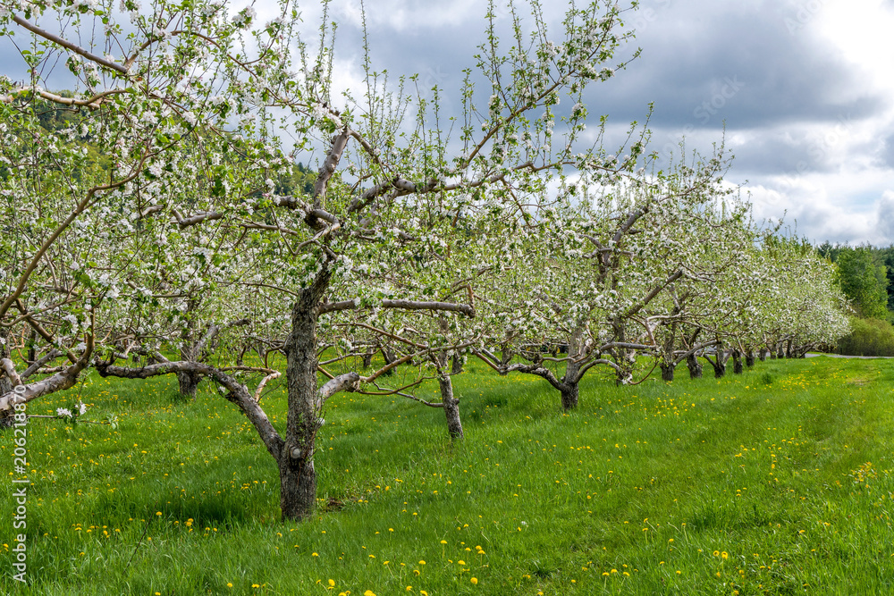 Alley of apple trees in bloom