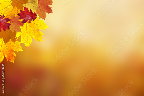 Beautiful sunny colorful autumn season leaves on blurry nature bokeh background. Selective focus used.