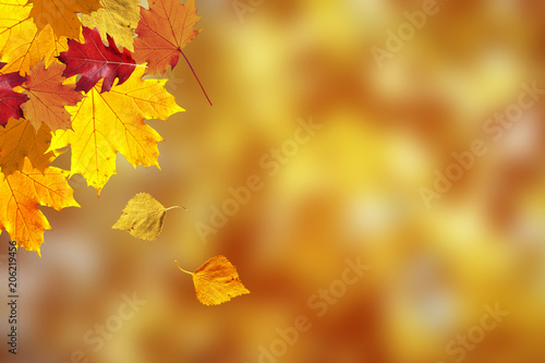 Colorful autumn season leaves on blurry sunny nature bokeh background. Selective focus used.