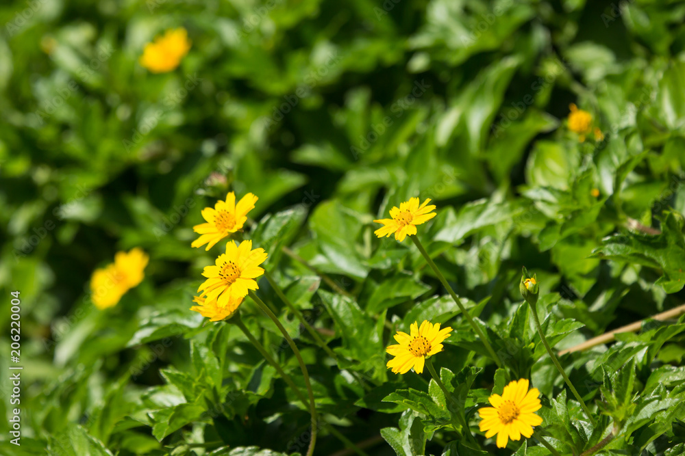 Closeup Small Singapore daisy flower Closeup Small Singapore daisy flower