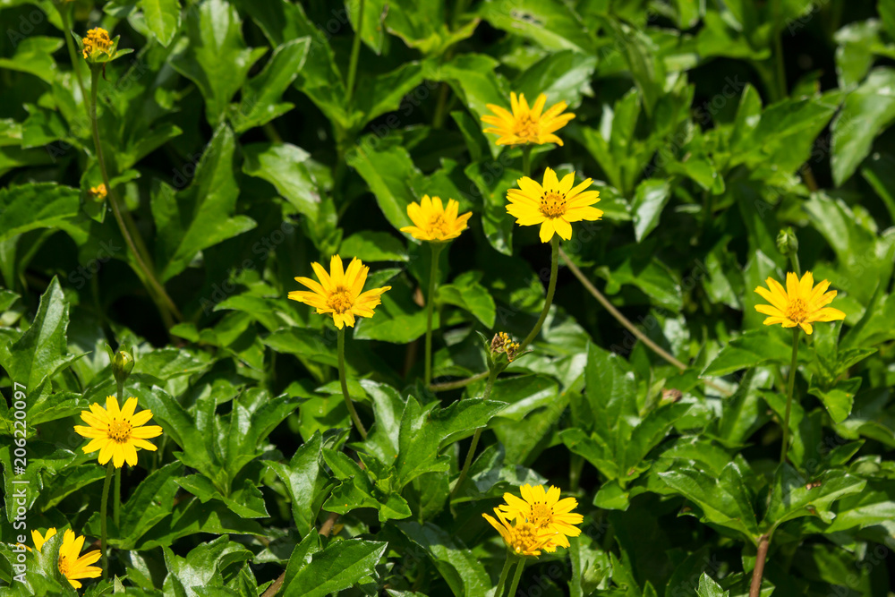 Obraz premium Closeup Small Singapore daisy flower