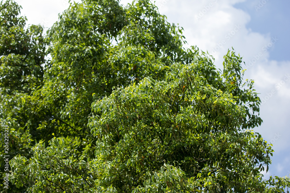 Fototapeta premium Leaf of Cinnamomum camphora tree