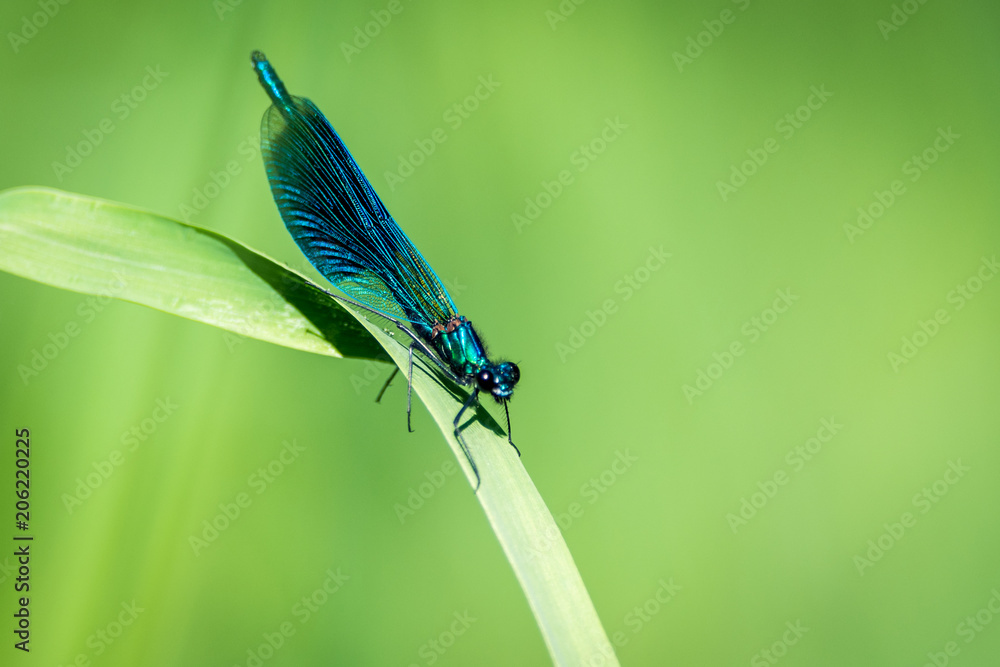 Dragonfly on grass Dragonfly on grass