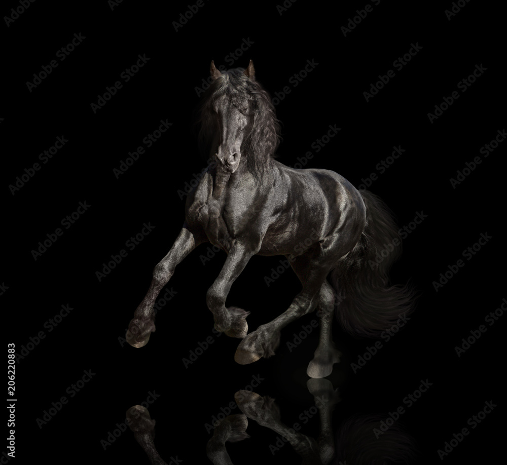 Fototapeta premium Duży czarny koń fryzyjski działa na białym tle na czarnym tle