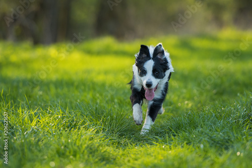 Young border collie dog runs through summer meadow