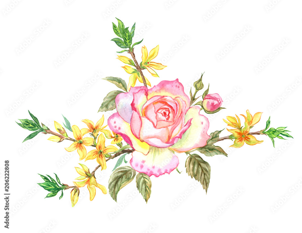 Delicate English rose blossoms and forsythia branches, watercolor painting on white background.