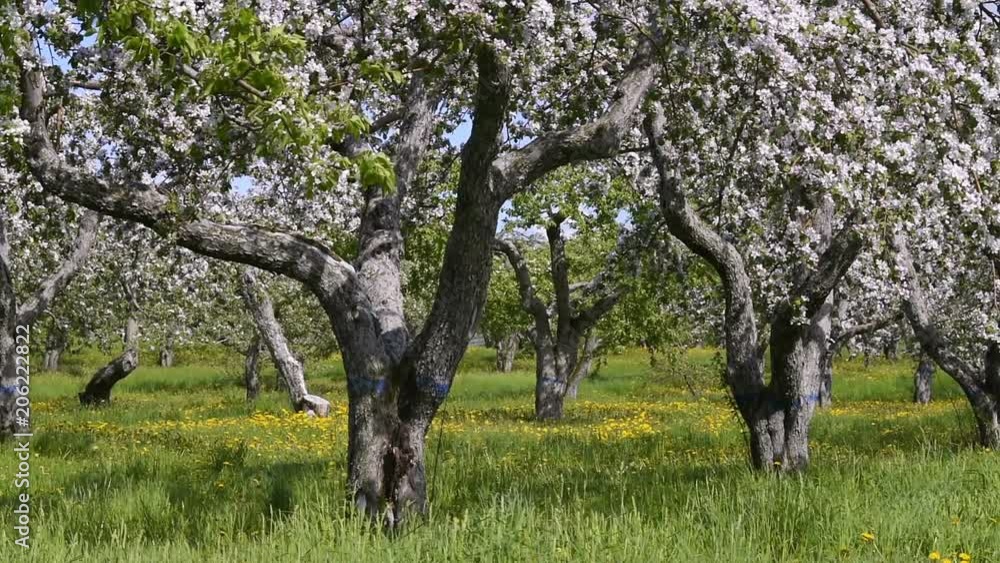Apple orchard panning with many blooming trees row with white and pink flowers during summer in wind on farm countryside landscape Apple orchard panning with many blooming trees row with white and pink flowers during summer in wind on farm countryside landscape