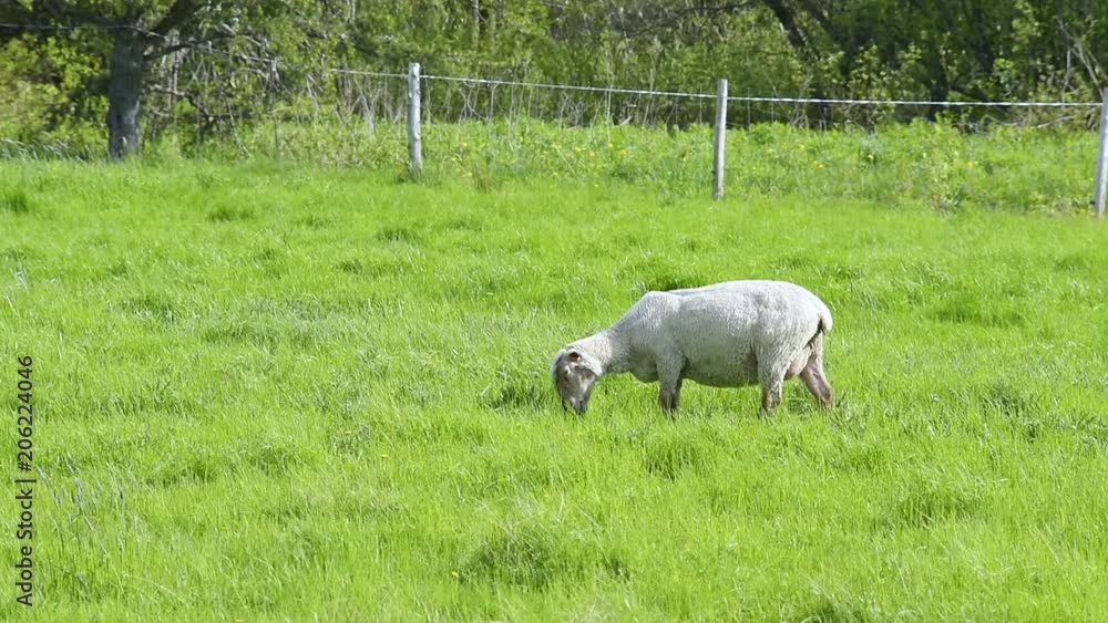 One white sheep grazing on green pasture field in Ile D'Orleans, Quebec, Canada with wind blowing grass lawn blades One white sheep grazing on green pasture field in Ile D'Orleans, Quebec, Canada with wind blowing grass lawn blades
