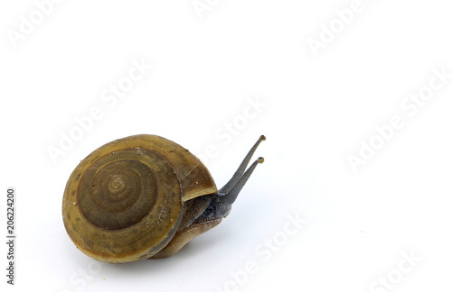 Snail animal on white background photo