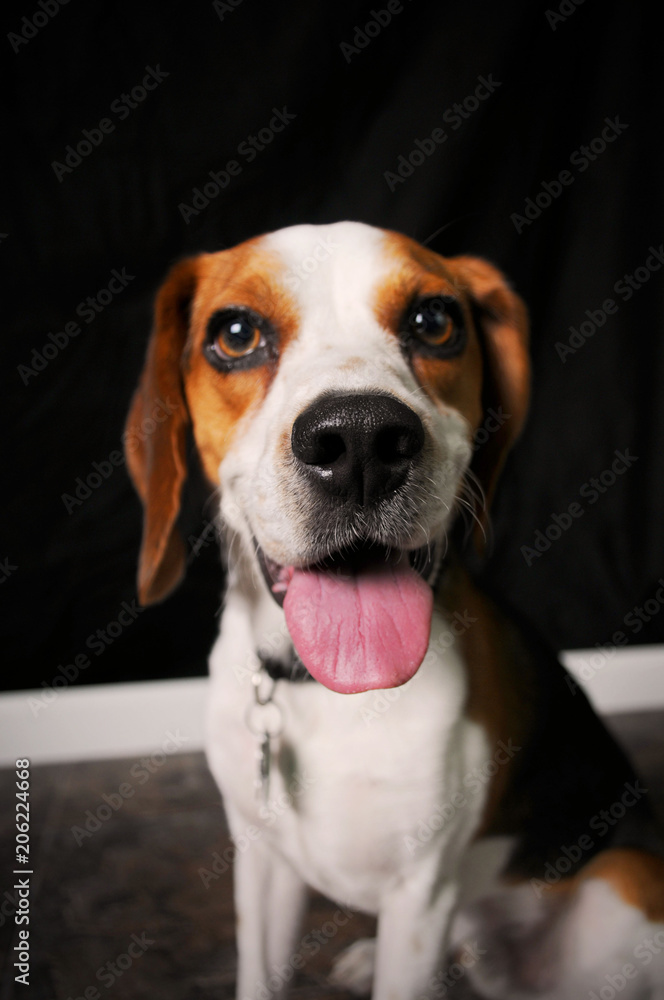 beagle, dog, animal, pet, puppy, cute, portrait, white, hound, breed, brown, canine, young, studio, sitting, adorable, pup, domestic, purebred, mammal, doggy, looking, isolated, animals, pedigree