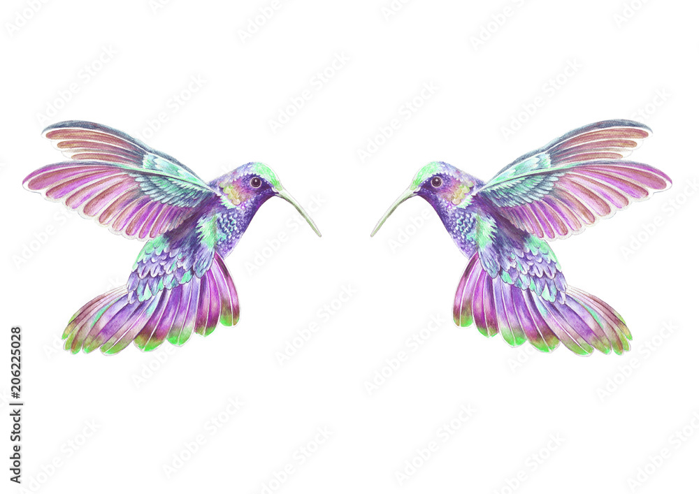 Obraz premium Dos colibrís II