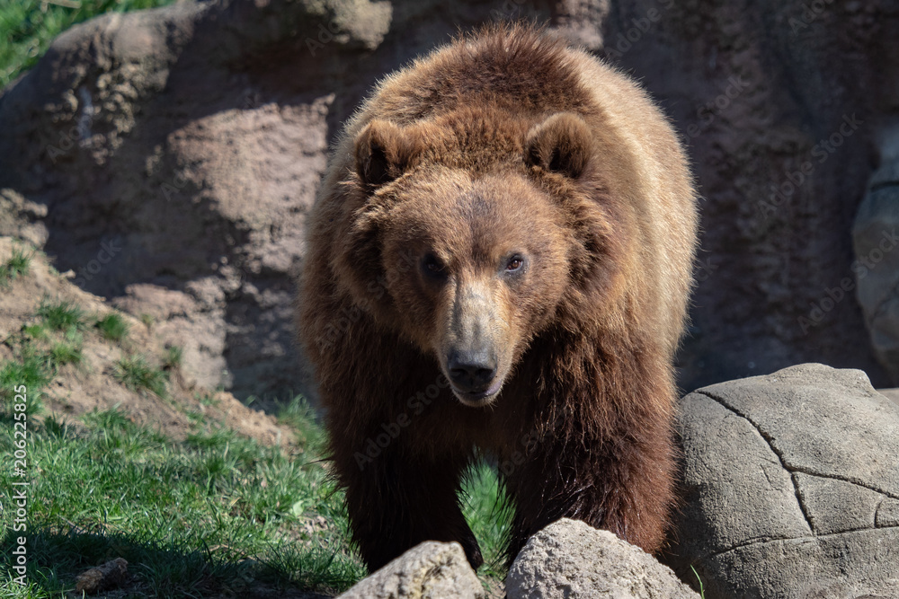 Obraz premium Portrait of brown bear (Ursus arctos beringianus). Kamchatka brown bear.