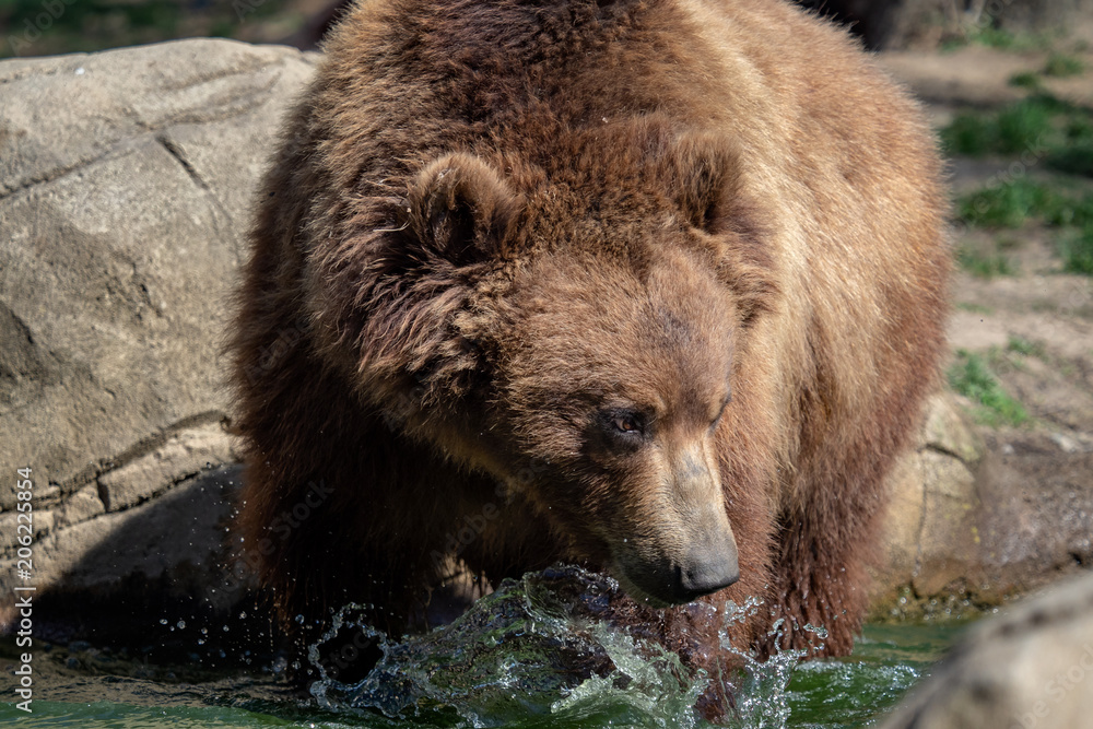 Fototapeta premium Portrait of brown bear (Ursus arctos beringianus). Kamchatka brown bear.