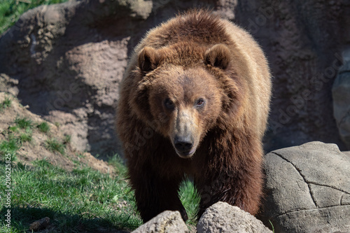 Portrait of brown bear (Ursus arctos beringianus). Kamchatka brown bear.