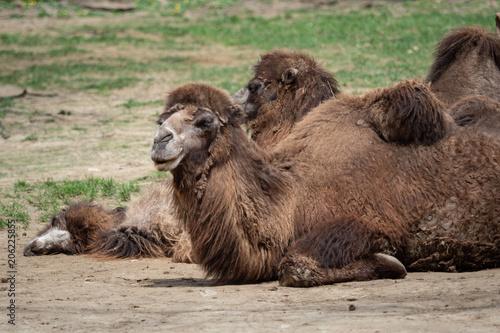 Bactrian camel (Camelus bactrianus) resting on the ground. Two Humps Bactrian camel