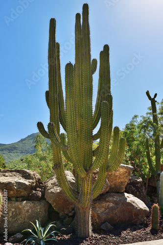 Cactus, Gran Canaria, Spain