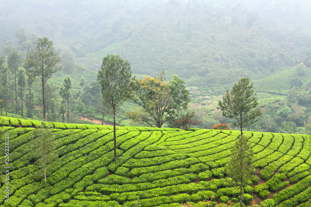 Tea plantations in Kerala, South India