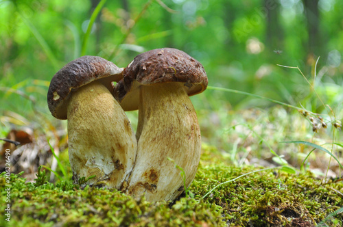 Fresh porcini mushrooms in forest. Brown boletus mushroom, greater edible mushroom