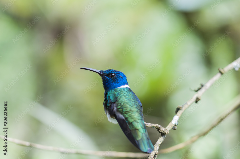 Obraz premium Blue Hummingbird (Trochilidae) sitting on a branch / Blue Hummingbird (Trochilidae) sits on a branch, cloud forest, Ecuador.