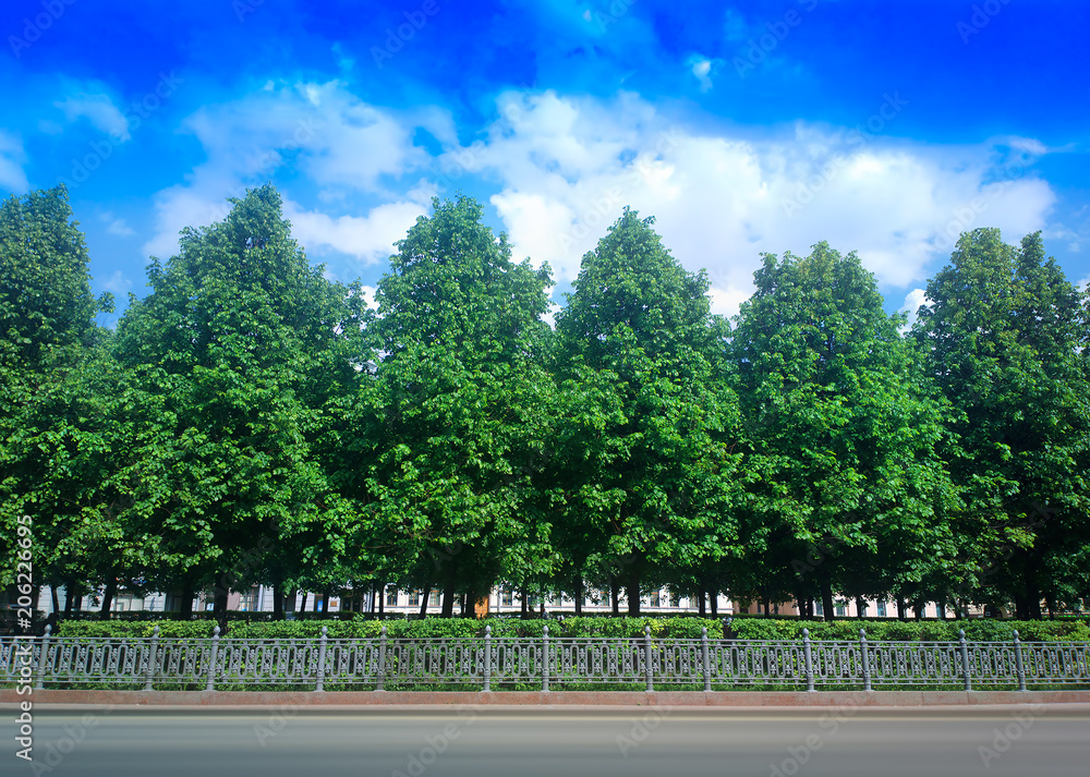Multiple park trees in a row background