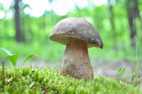 Fresh porcini mushrooms in forest. Brown boletus mushroom, greater edible mushroom