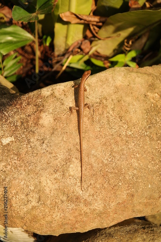 lezard au soleil couchant