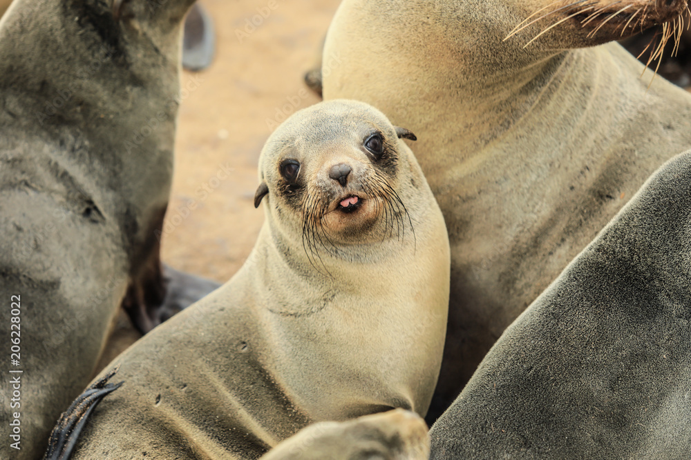 Little smiling Seal, Cape Cross Seal Reserve, Namibia, Africa Little smiling Seal, Cape Cross Seal Reserve, Namibia, Africa
