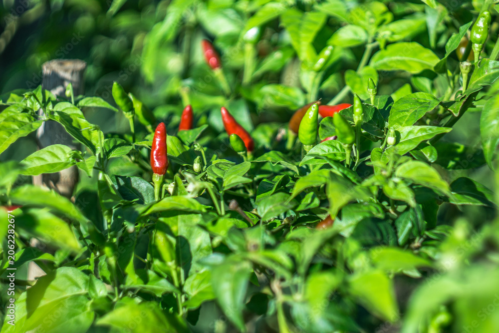 Chili pepper plant on an organic farm in Cambodia.