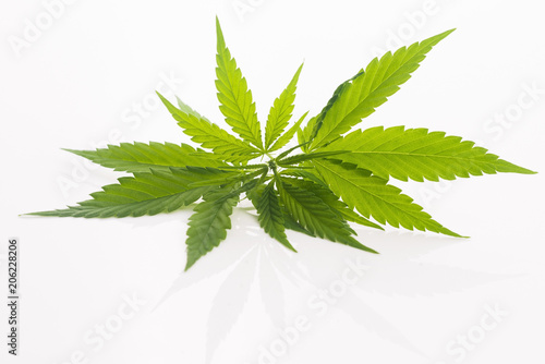 Fototapeta Naklejka Na Ścianę i Meble -  Cannabis leaf, marijuana leaf isolated on white