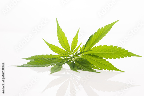 Cannabis leaf, marijuana leaf isolated on white
