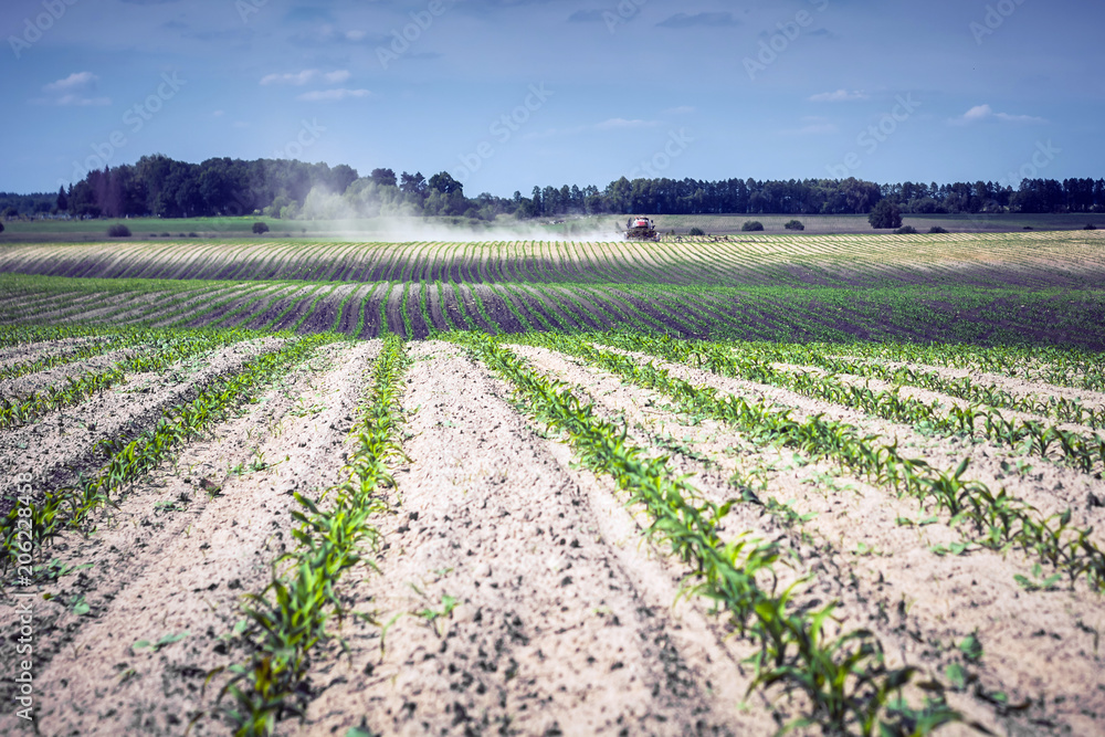 field of young corn, at the end of which a self-propelled sprayer is deployed