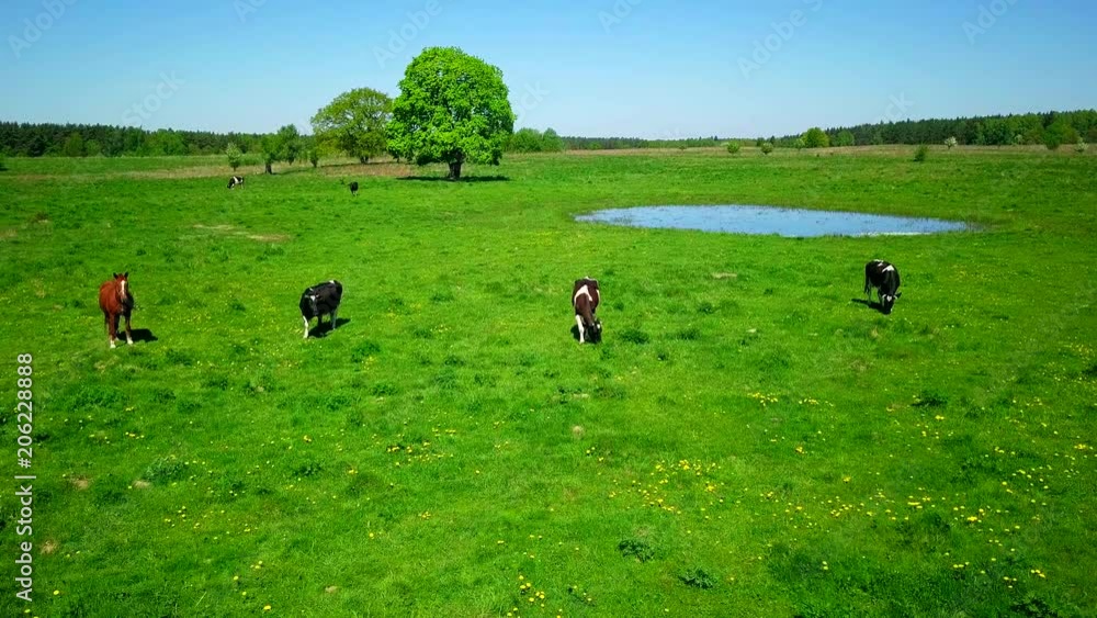 Cows graze on a meadow near the pond a beautiful sky above it. Cows graze on a meadow near the pond a beautiful sky above it.