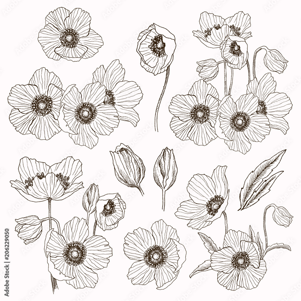 anemone flower illustration