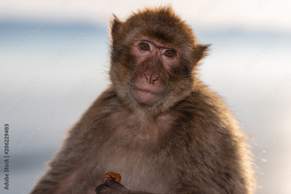 Naklejka premium Portrait of a macaque at sunset. 