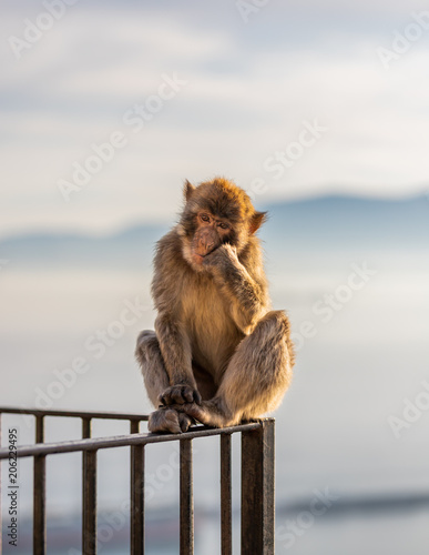 Sad macaque in contemplation.  © Tim