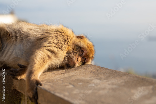A macaque lying on a wall.  © Tim
